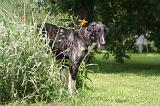 BARZOI 180